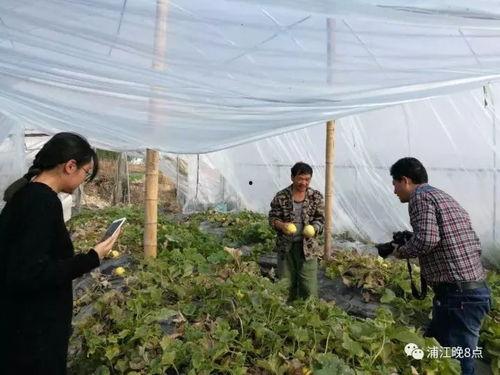 临猗县吃瓜群众活动,吃瓜群众共度欢乐时光