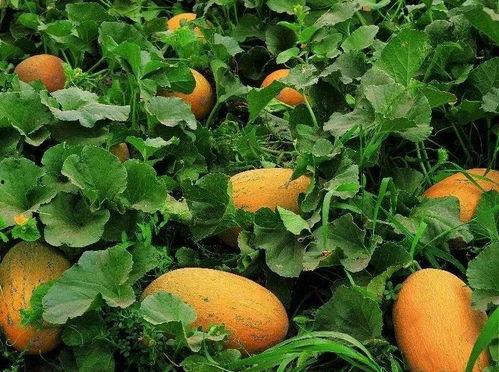 吃瓜群众团团,揭秘吃瓜群众背后的故事