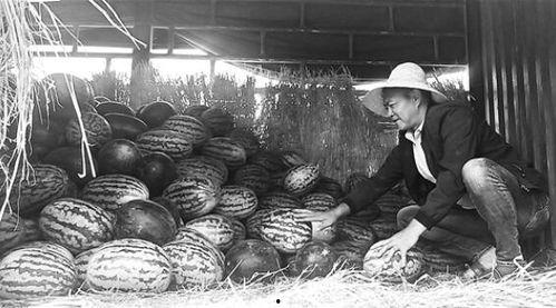 沅陵吃瓜群众,揭秘当地生活百态