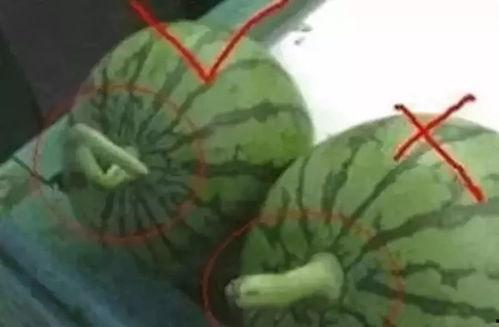 沉香直播吃瓜群众,吃瓜群众围观瓜王盛宴