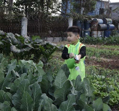 吃瓜群众种菜视频大全集,吃瓜群众种菜视频大全集揭秘