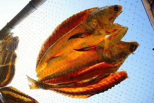 吃瓜群众咸鱼版,揭秘吃瓜群众的日常