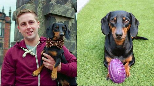 爱看吃瓜群众的狗叫什么,揭秘网络舆论场中的“犬吠效应”