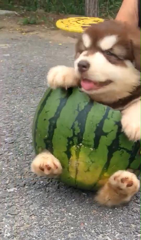 爱看吃瓜群众的狗叫什么,揭秘网络舆论场中的“犬吠效应”