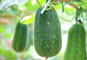 好好吃饭当个吃瓜群众,做个快乐的吃瓜群众