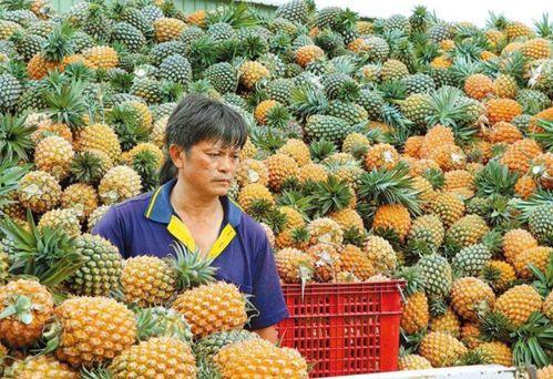 台湾凤梨吃瓜群众视频,揭秘视频背后的故事