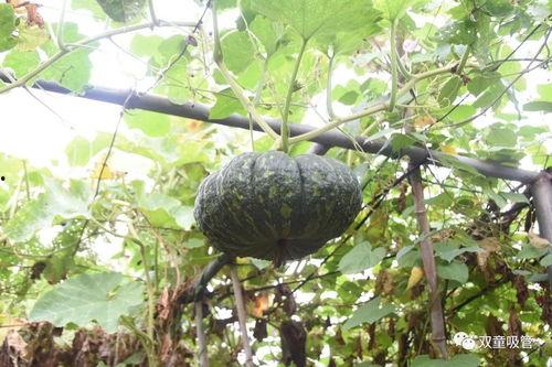 下地干活群众吃瓜,劳动人民的甜蜜时光