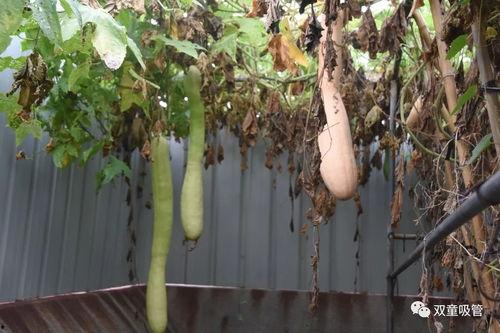 下地干活群众吃瓜,劳动人民的甜蜜时光