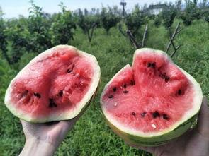 吃瓜群众投资多少钱啊,揭秘不同金额的投资策略与收益