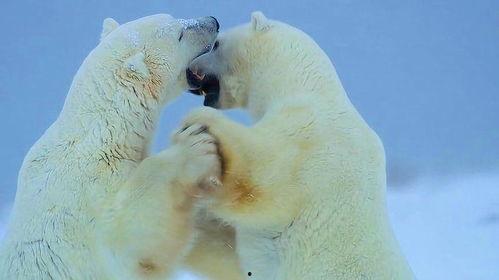 吃瓜群众在北极抖音,吃瓜群众揭秘极地奇观